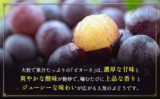 ＜2026年発送＞ フルーツ 定期便 太陽のタマゴ ピオーネ 完熟 マンゴー ぶどう 先行予約 初夏 秋 旬 果物 全2回