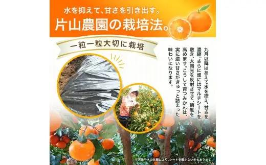 薄皮で濃い甘さ！完熟由良みかん【秀】3kg×1箱（混サイズ）和歌山県由良産※2026年11月下旬頃から12月下旬頃に順次発送予定 / 柑橘 ミカン 蜜柑 甘い 由良町 フルーツ 果物 くだもの 食品 
