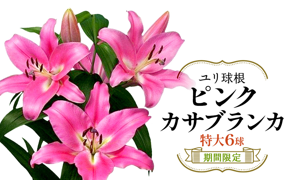 【期間限定】ユリ球根　特大球ピンクカサブランカ6球　桃花品種 花 フラワー 園芸 ガーデニング 植物 高品質 送料無料