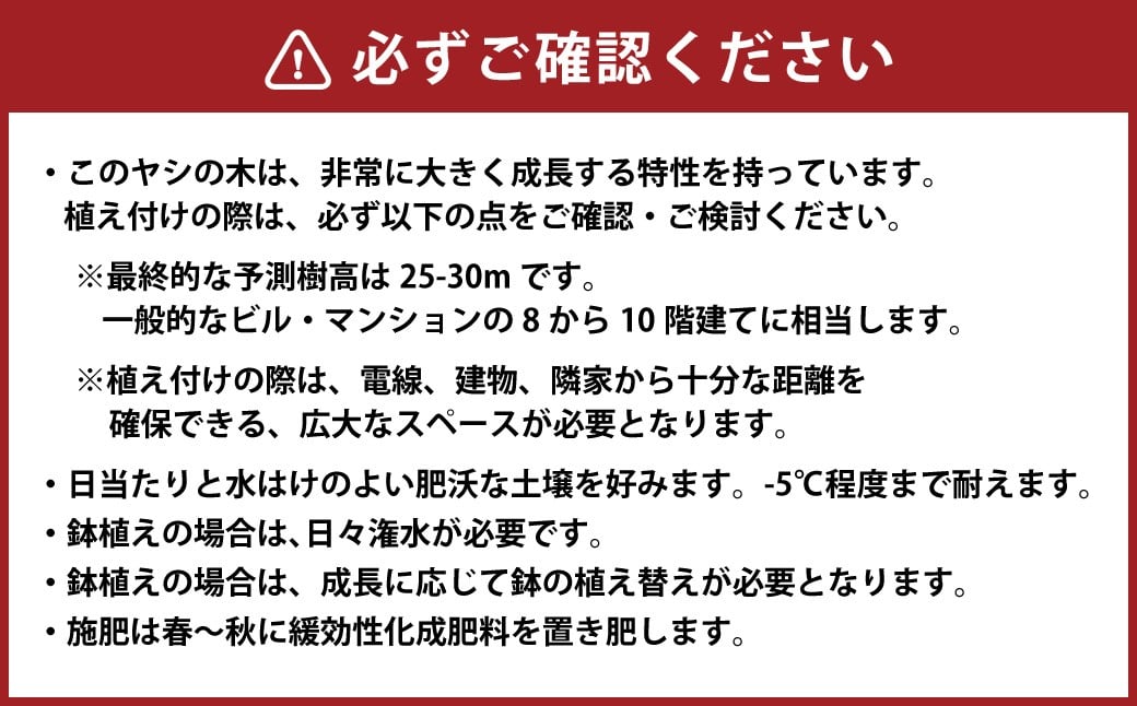 ワシントンヤシモドキ10号鉢