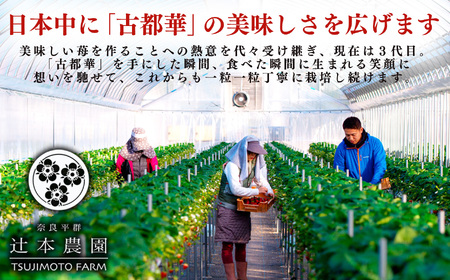  【 年内発送 】数量限定 ‼ 平群のいちご 「 古都華 」 2L ～ 3L サイズ (2パック 1ケース) 計 2パック | いちご 12月発送 辻本農園