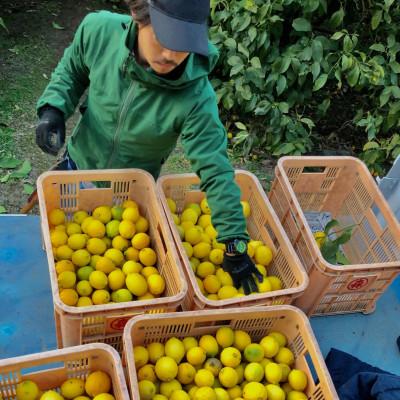 ふるさと納税 松山市 訳あり　レモン　3kg |  | 01
