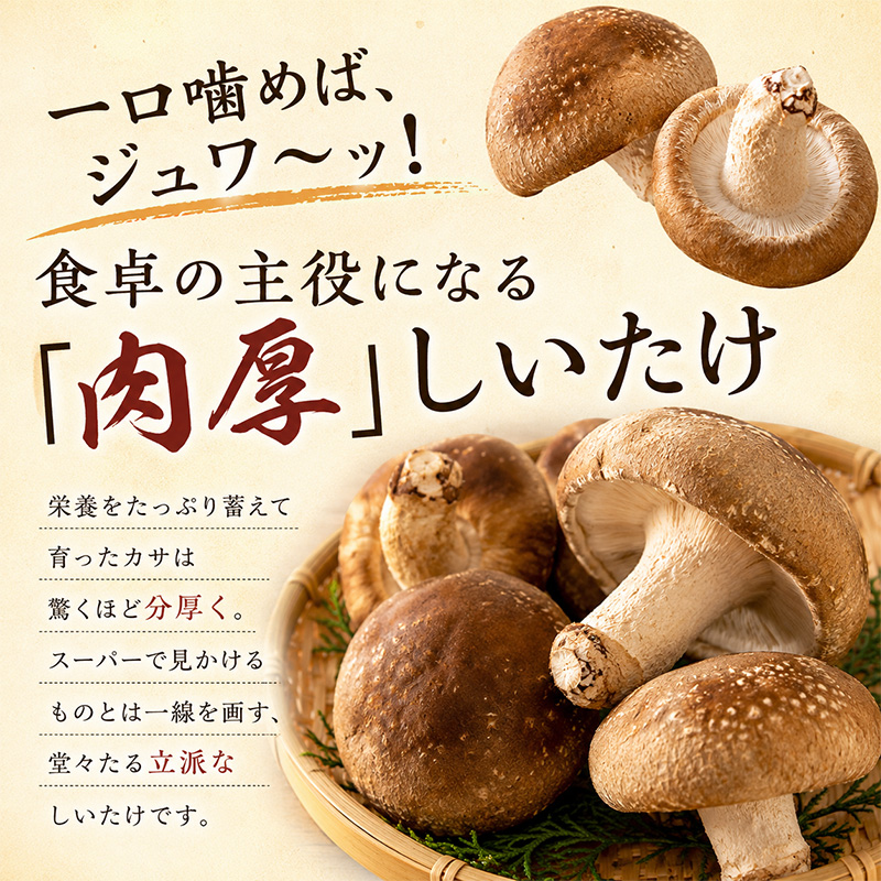 【先行予約 11月中旬発送】新潟県上越市産 肉厚 生しいたけ