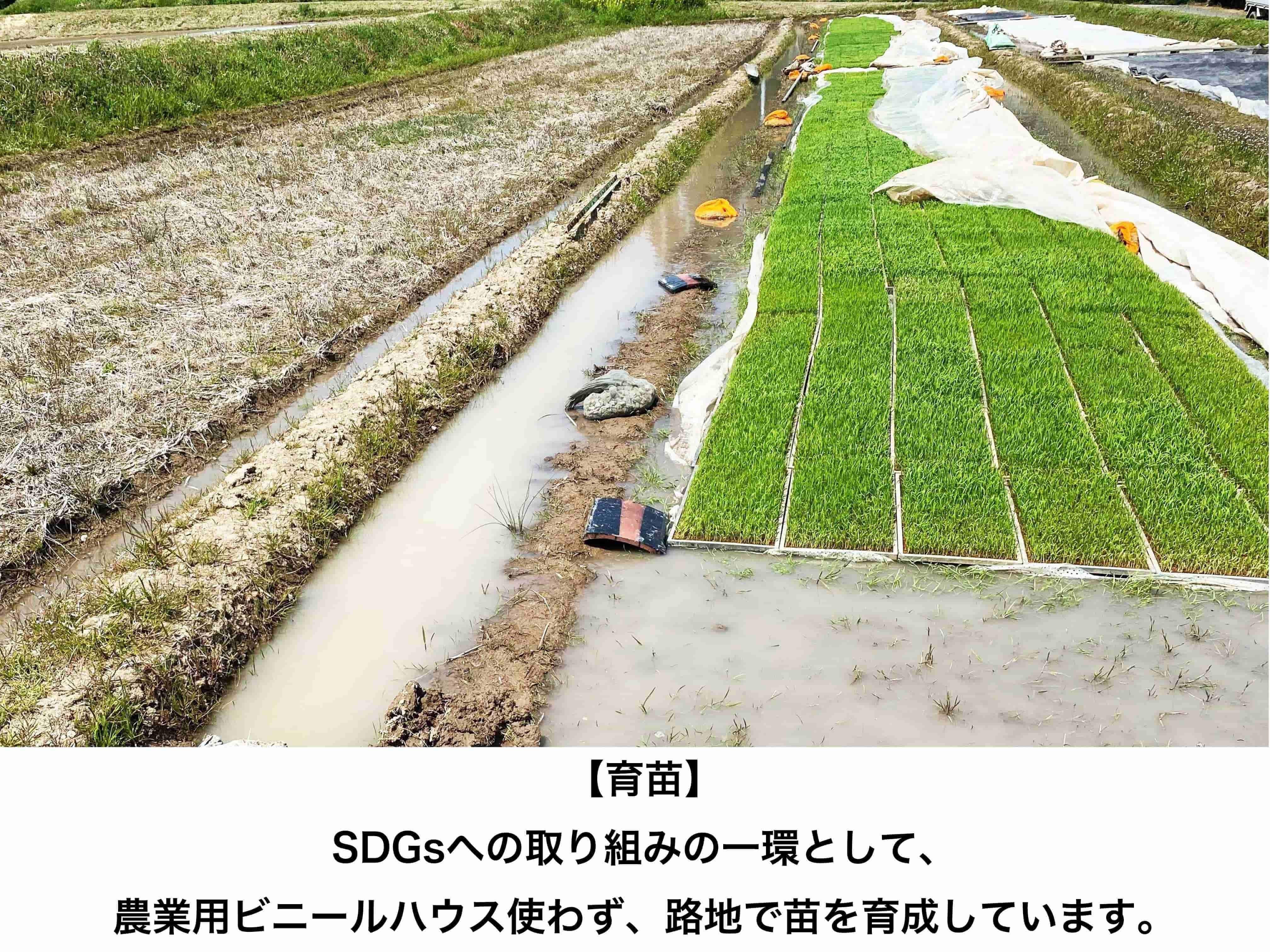 肥料も農薬も使わない、稲の力だけで実らせたササニシキ
