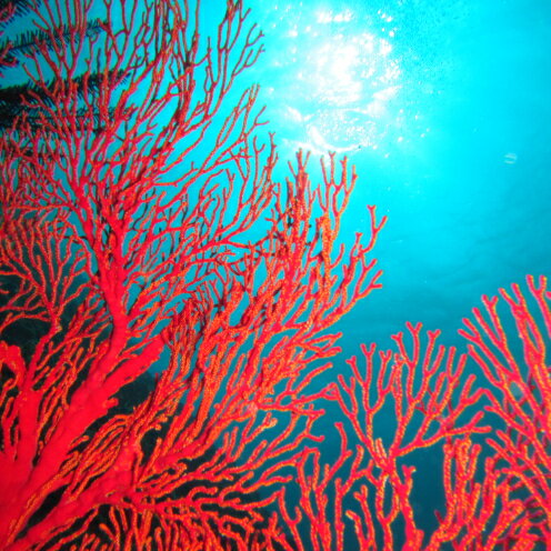 【ふるさと納税】【むるぬーし】美ら海ベストポイント・ファンダイビング（2ダイブ）＜3名様分＞