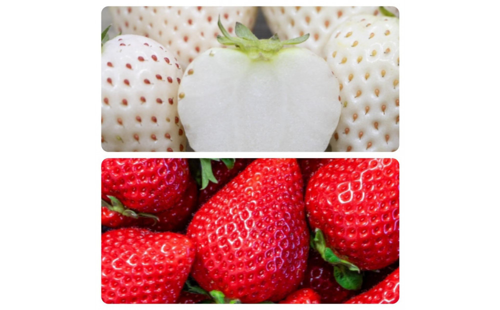 福岡県産完熟あまおう:白いちご（エンジェルエイト）各2パック（約270g×計4パック）