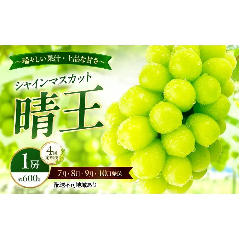 ぶどう 2026年 先行予約 定期便 シャインマスカット 晴王 1房 約600g 7月・8月・9月・10月 4回発送 岡山県産 種無し 皮ごと食べる みずみずしい 甘い 瀬戸内 晴れの国 おかやま 果物大国 満天フルーツ
