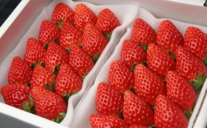 あまおう 生まれも育ちも福岡県 イチゴ界の王道！2パック 果物 デザート イチゴ 苺