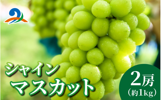 【2026年8月10日から順次発送先行予約】シャインマスカット 約1kg 2房 | くだもの マスカット フルーツ ブドウ 果物 ぶどう おすすめ 人気 予約 福井県 南越前町 産地直送 お届け 国産 葡萄 先行予約 高級 新鮮 産地直送 贈答 ギフト 家庭用 2026年 贈答 新鮮 シャイン　