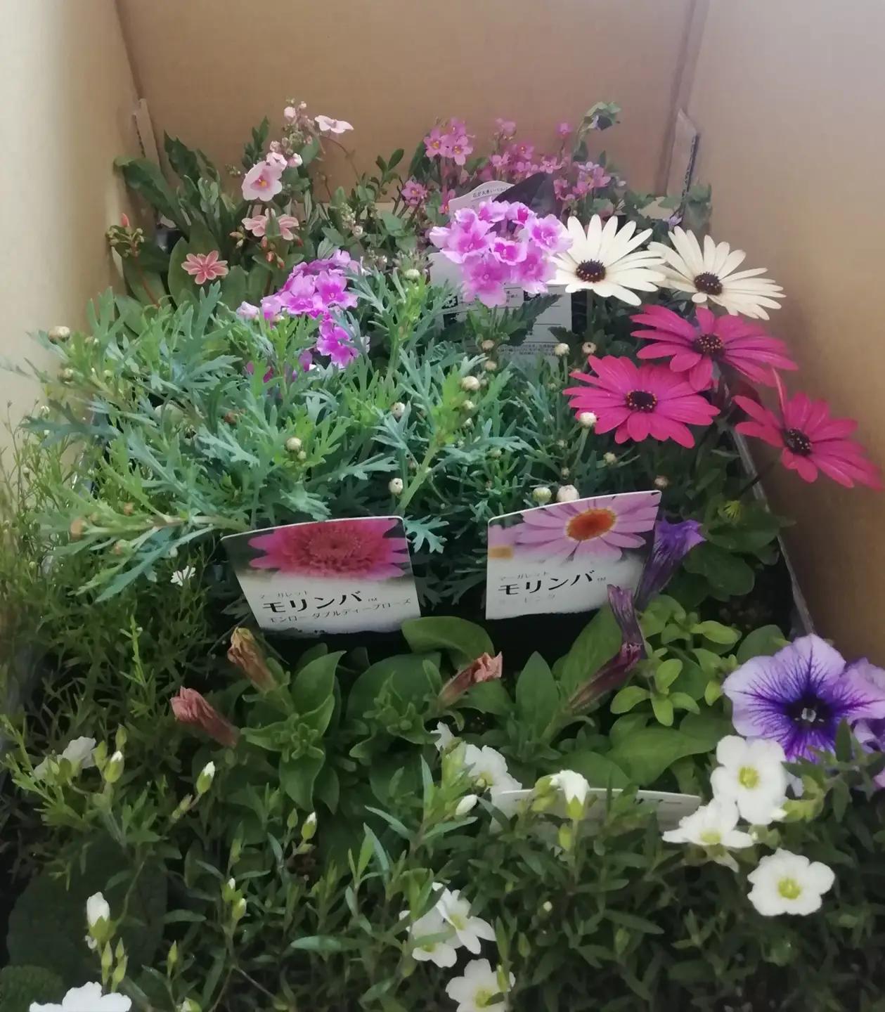 季節の花苗24苗セット珍しい宿根と季節の花苗 | 季節 お花 フラワー ガーデニング 苗 兵庫県 上郡町