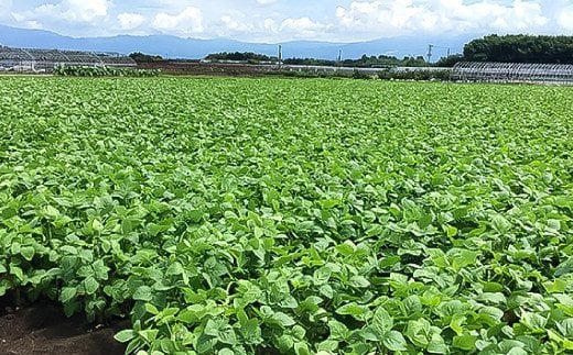 熊本県産 赤大豆（品種 ふくあかね）300g×6袋 大豆