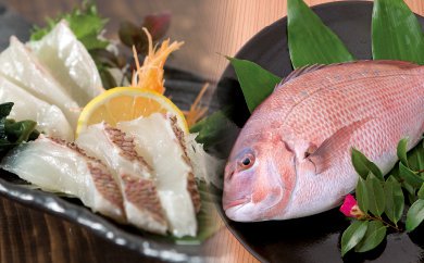【 鯛 】 鯛 刺身 片身