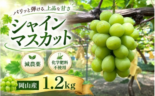 
                  【2027年先行予約】シャインマスカット 2房 1.2kｇ 全房糖度チェック 減農薬・有機肥料100%使用 ｜ シャインマスカット しゃいんますかっと シャインマスカット 果物 フルーツ マスカット ますかっと くだもの 先行予約 ブドウ 葡萄 ぶどう大粒 岡山県産 ぶどう シャインマスカット マスカット しゃいんますかっと 葡萄 くだもの 果物 農家直送 新鮮 種なし【ysfm002-02】
                