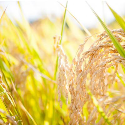 ふるさと納税 能登町 奥能登人気銘柄2種コシヒカリ・能登ひかり 5kgの食べ比べ(精米) |  | 03