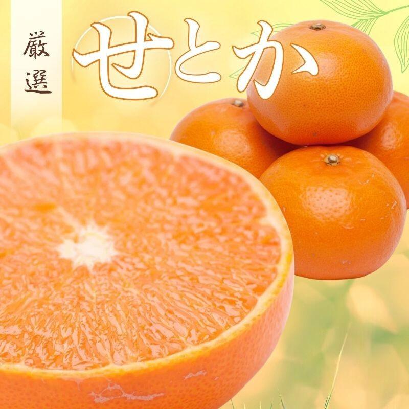 【ふるさと納税】 厳選 せとか 選べる容量 1kg 2.5kg 5kg 7.5kg 10kg【柑橘・春みかんの王様】【光センサー選果・食べ頃出荷】＜2026年2月上旬～3月下旬頃に順次発送＞