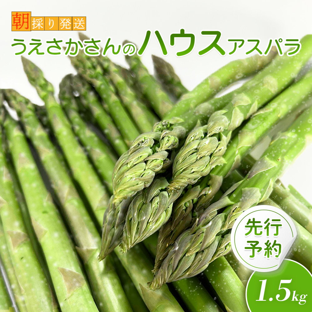 【ふるさと納税】【2025年 先行予約！】【朝採り発送】 上坂さんのハウスアスパラ 1.5kg アスパラ 北海道 期間限定 朝採り ハウスアスパラ 野菜 サラダ ふるさと納税 オンライン申請 羽幌町 羽幌【20102】