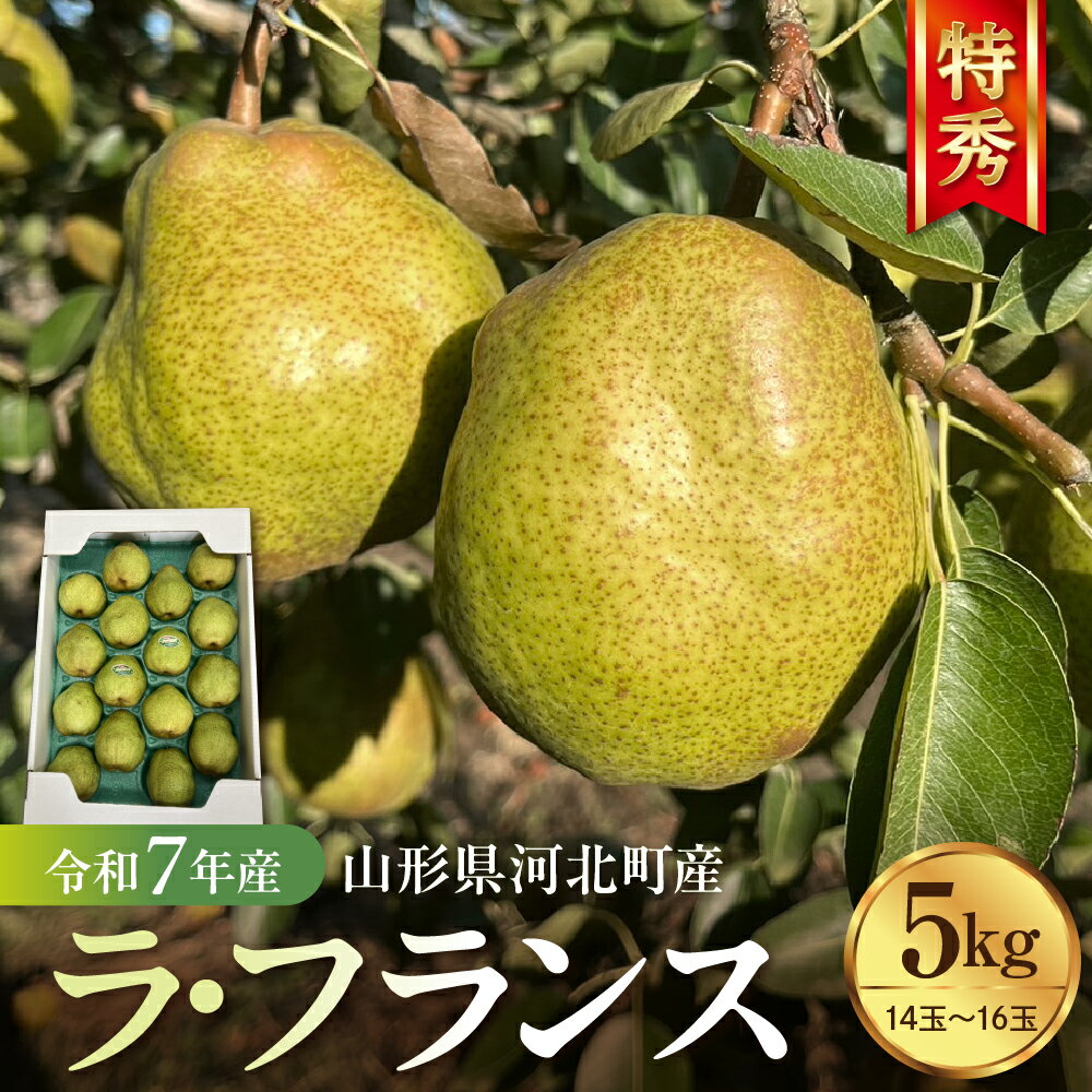 【ふるさと納税】 令和7年産 ラ・フランス 5kg (14玉～16玉) 特秀 | 河北町産 ラフランス 洋梨 西洋梨 フルーツ 果物 くだもの 贈り物 ギフト 贈答 産地直送 山形県