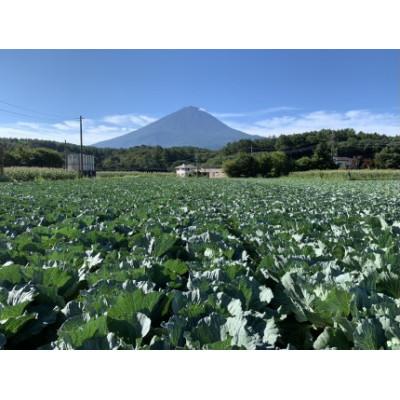 ふるさと納税 大月市 【2026年出荷分先行予約】富士山キャベツ　8玉(9kg) |  | 01
