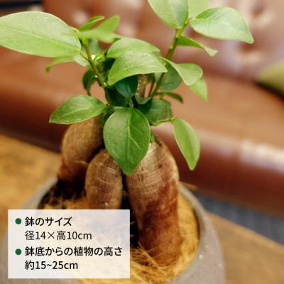 ふるさと納税 糸島市 幸せを呼ぶ木『ガジュマル』　エッジボールポット 糸島市 / cocoha [AWB038] |  | 01