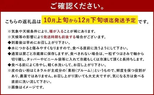 大粒 ぶどう 3種 セット 3房 計約2kg シャインマスカット ピオーネ クイーンニーナ 【2026年10月上旬から12月下旬頃迄発送予定】 ／ マスカット 葡萄 ブドウ 種無し 種なし