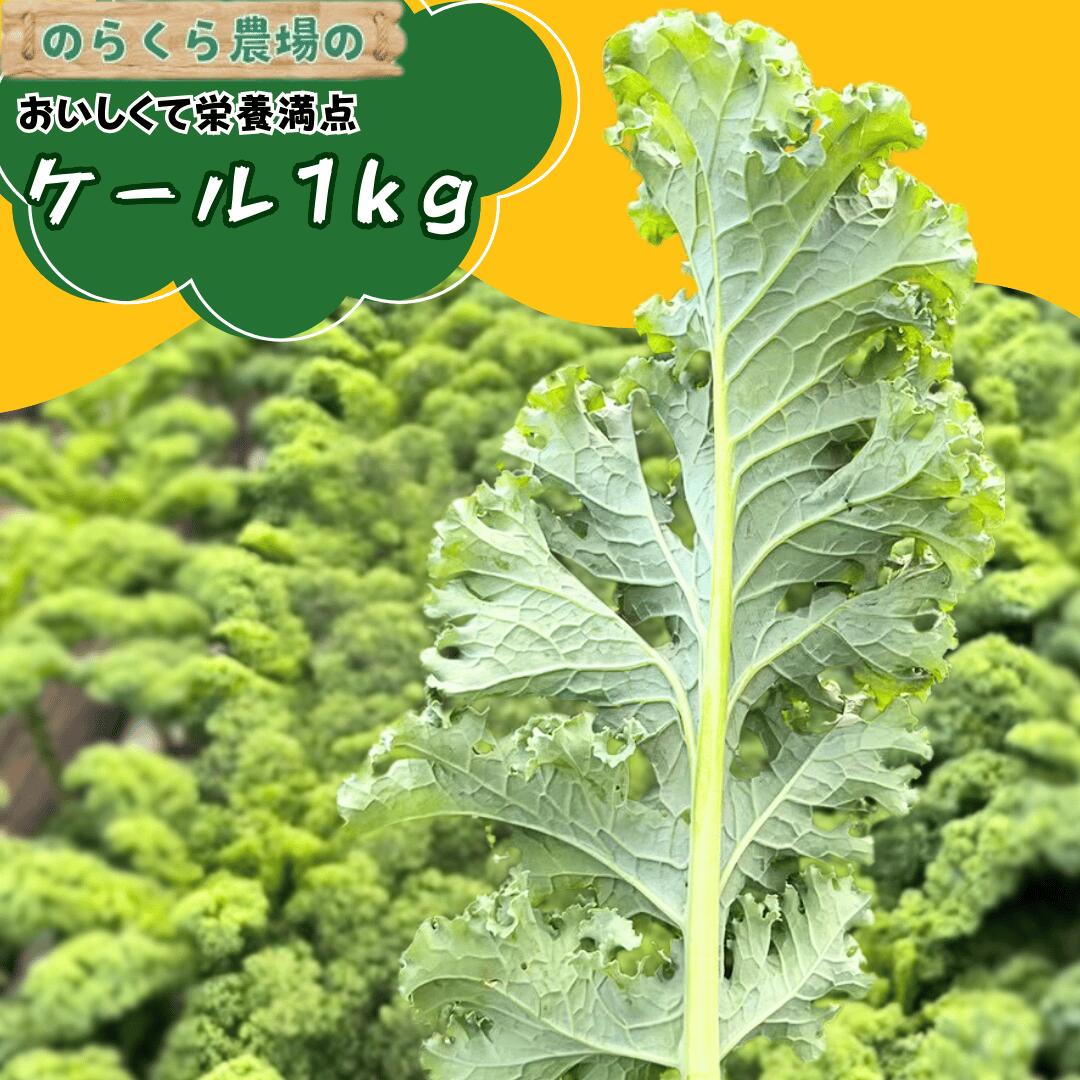 【ふるさと納税】のらくら農場　ケール1kg [NK-121]