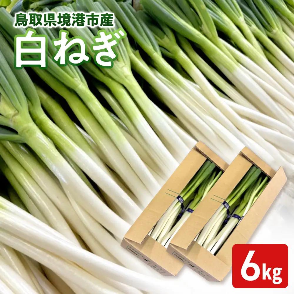 ＜11月上旬～4月下旬発送予定＞白ねぎ(6kg) 【鳥取県 境港市】
