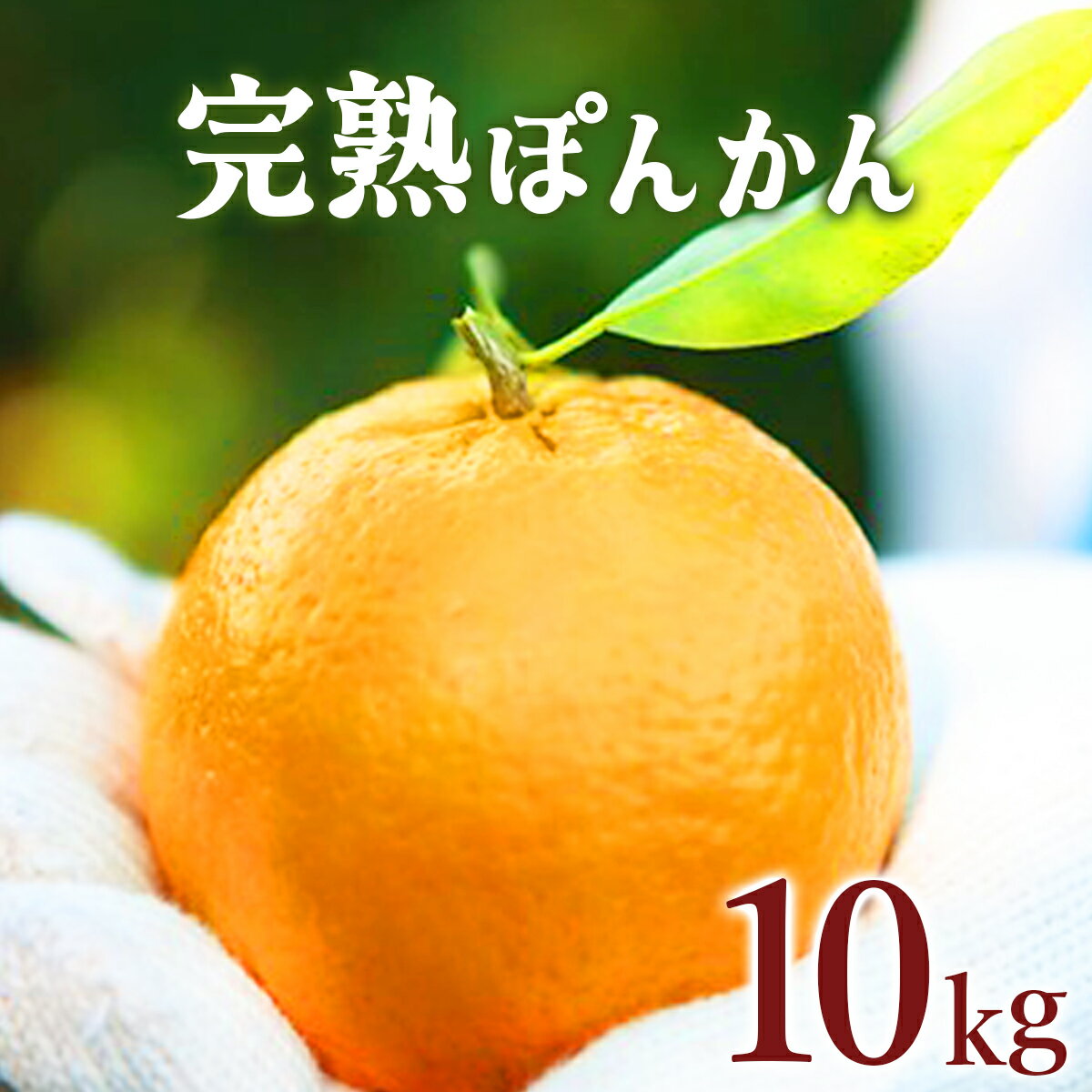 【ふるさと納税】＜先行予約＞ 完熟ぽんかん 10kg 国産 東洋町産 オレンジ 果物 フルーツ 蜜柑 ミカン 完熟 甘い 酸味 ジューシー 高知県 四国 お取り寄せ 家庭用 自宅用 贈り物 ギフト 大容量 送料無料 産地直送 F112