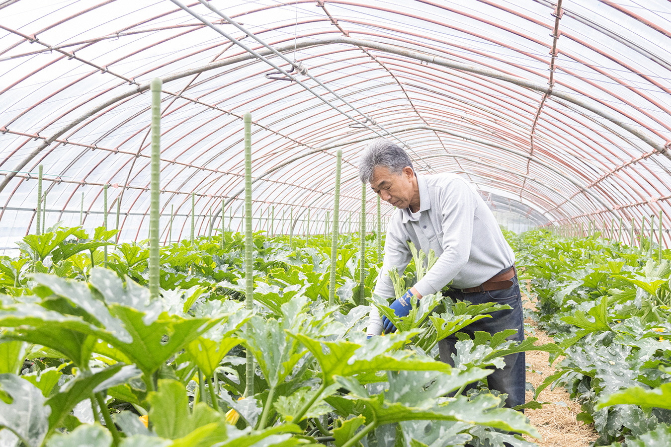 毎日早朝から収穫をはじめます。