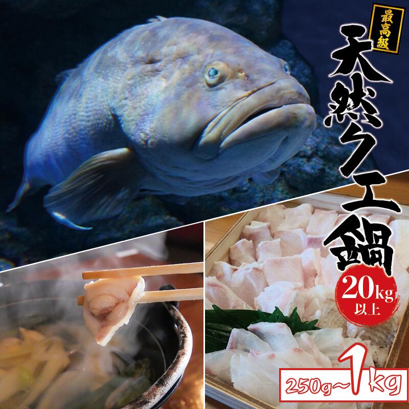 【ふるさと納税】 数量限定 天然 最高級クエ 20kg 以上 クエ鍋セット 選べる1人前から4人前【2025年11月下旬から2026年2月下旬までに順次発送致します。】 / 高級 海鮮 お魚 魚 くえ鍋 クエ鍋 くえ くえ天然 海産物