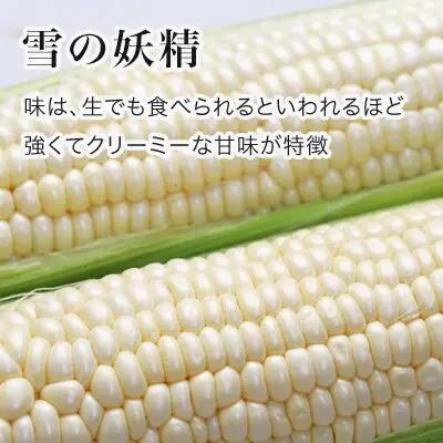 とうもろこし 雪の妖精 12本【令和8年産】 北海道とうもろこし