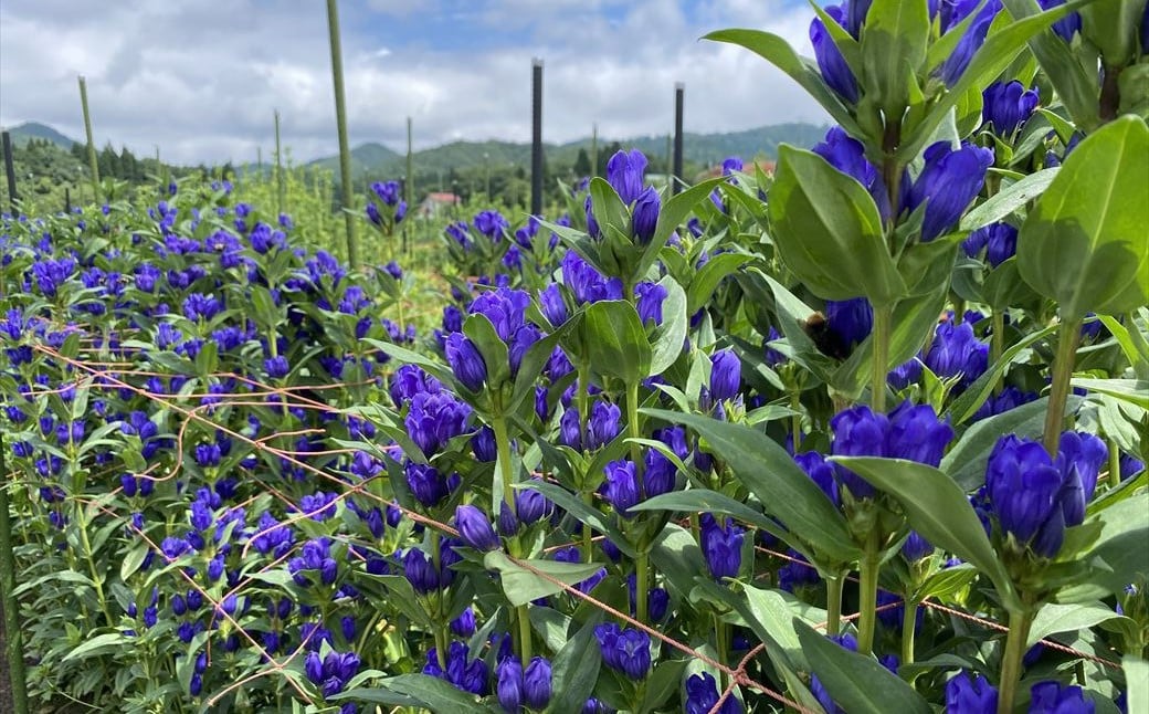 発色が鮮やかで 花持ちが長いのが特徴
