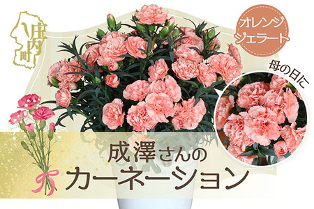 【R8.5月初旬より順次発送】成澤さんのカーネーション オレンジジェラート 5号鉢（入金期限：2026.4.30）母の日に プレゼント