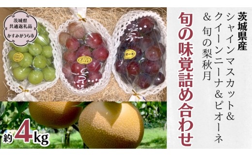 《 種なし 》 シャインマスカット ・ クイーンニーナ ・ ピオーネ ・ 秋月 約 4kg (茨城県共通返礼品 かすみがうら市) 久保田果樹園 産地直送 フルーツ 甘い 直送 茨城 限定 ギフト ぶどう シャインマスカット クイーンニーナ 秋月 詰め合わせ 食べ比べ 果物 [DH013sa]