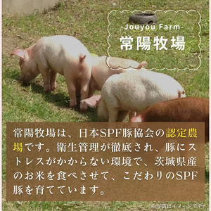 龍ケ崎のお米を食べて育った常陽さん家の美味豚(SPF豚) 豚バラ 焼肉用 2kg | 国産 バラ バラ肉 ロース 豚 SPF SPF豚 豚肉 焼肉 バーベキュー しゃぶしゃぶ 肉 にく 肉類 ポーク 