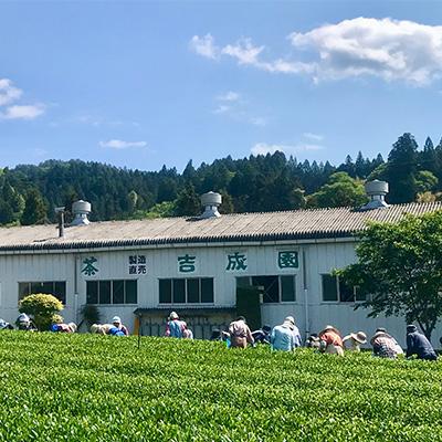 ふるさと納税 大子町 吉成園 奥久慈茶詰め合わせ 3種類 各100g |  | 03