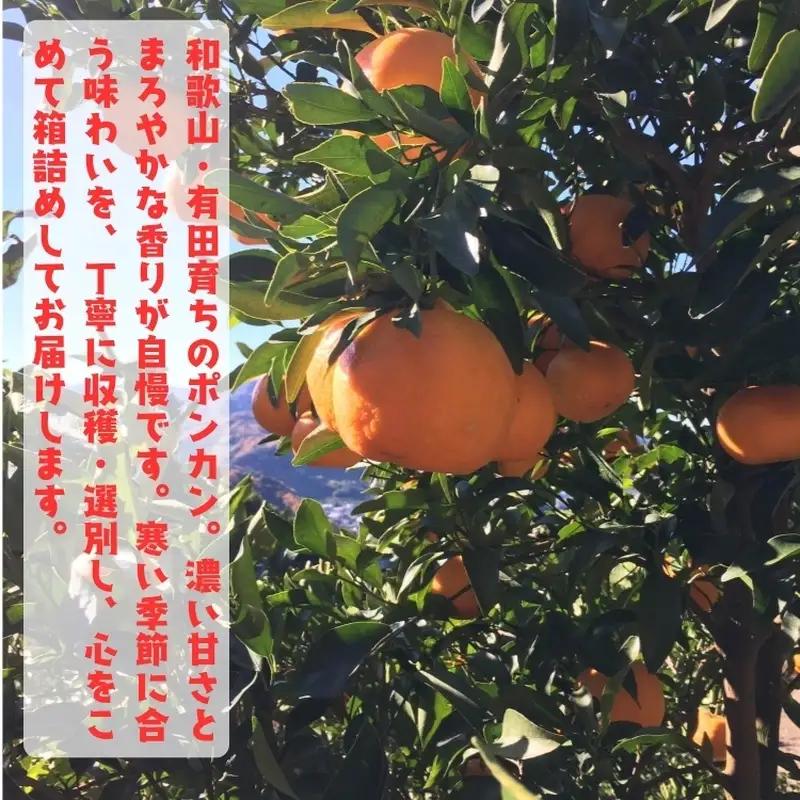 【極甘】 柑橘 特撰 濃厚 ポンカン 約3kg+200g(痛み補償分)【2027年1月上旬～3月上旬に順次発送】【AA-ard243】