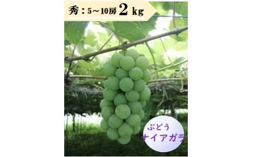 
            08-08-007　ぶどう（ナイアガラ）2kg
          