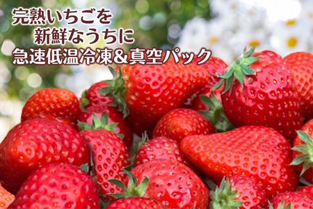 冷凍いちご 1kg バラ凍結 真空パック 栽培期間中農薬不使用 ヘタ取り済み 低温急速冷凍 いちご本来の甘さと香り フローズンストロベリー