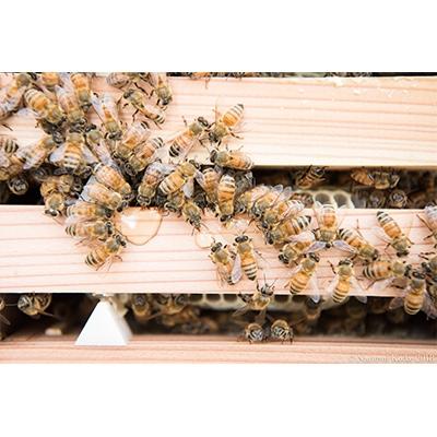 ふるさと納税 瑞浪市 堀養蜂園「自慢のそよご蜜」1kg |  | 02