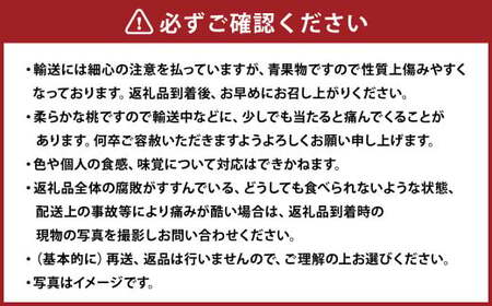 【ご家庭用】 岡山白桃 4~5玉 計約1.2kg 【2025年6月下旬～7月下旬発送予定】 ／ 白桃 桃 もも モモ
