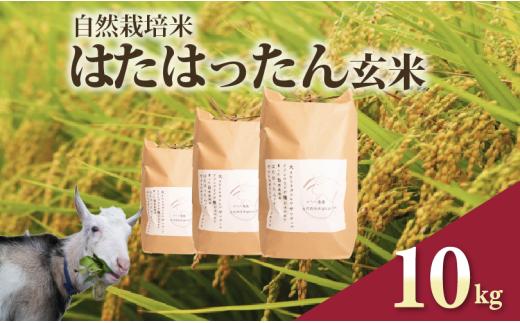 先行予約 新米 はたはったん 玄米 10kg 自然栽培米 令和7年産 選べる 容量 数量限定 銘柄米 あっさり 甘み おすすめ 先行 予約 米 こめ おこめ ライス 5kg 自然栽培 石川県産 羽咋産 能登産 石川 羽咋 能登 のと メへヘ農園