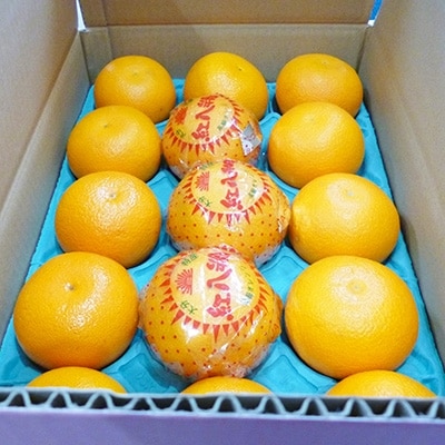 【2025年3月発送】紅八朔　約5kg(化粧箱入り)