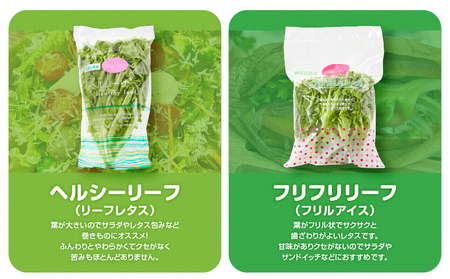 1627-2 【 全6回 定期便 】洗わずに食べられる プレミアム 水耕栽培 レタス セット（ 計5袋 ） KN064-T02 野菜 サラダ サンドイッチ リーフレタス フリルアイス 手軽 旭信興産 