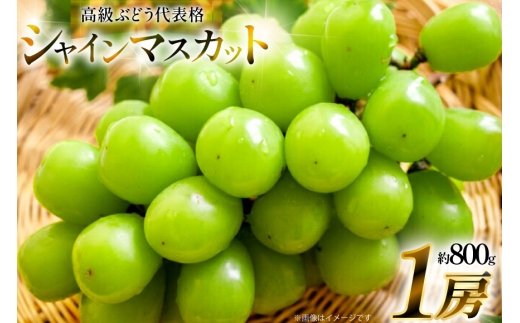 【期間限定発送】 シャインマスカット 1房 約800g [治右衛門果樹園 山形県 高畠町 tk06ays830002] 箱詰め フルーツ 果物 くだもの ぶどう ブドウ 葡萄 甘い
