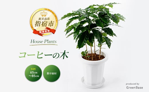 
            2025年6月中旬～発送【観葉植物】コーヒーの木65cm～85cm(Green Base/014-1400) 南国鹿児島県で育った 観葉植物！植物 鉢付 インテリア 室内 オフィス おしゃれ プレゼント ギフト 開店祝い 移転祝い マイナスイオン【配送不可地域：北海道・沖縄県・離島】
          