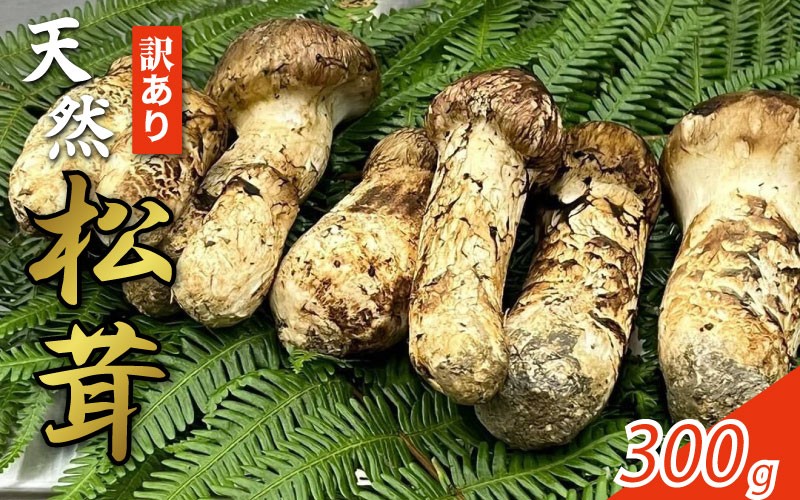 
                  【訳あり】 松茸 300g 天然 希少 まつたけ マツタケ 国産 きのこ キノコ 産地直送 数量限定 秋 旬 高級 焼肉 焼き肉 野菜 きのこ ご飯 土瓶蒸し 人気 オススメ お取り寄せ グルメ 目利き 特選 三好市産 秘境 みよし 三好市 徳島県 林青果
                