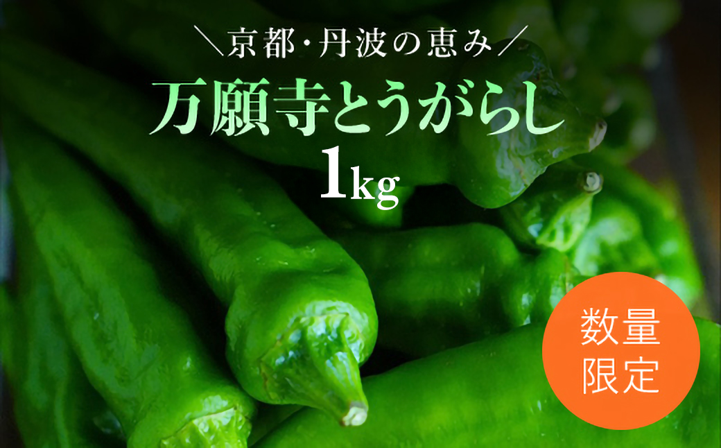 【2025年6月下旬発送開始！】万願寺とうがらし 1㎏ / ふるさと納税 京野菜 野菜 旬の野菜 万願寺とうがらし 伝統野菜 京都 京都府 福知山市 FCDB039