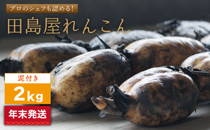 【先行予約 2026年末発送/年内発送】れんこん（泥付き） 2kg 【田島屋れんこん】 農家直送 レンコン 蓮根 佐賀県産 白石町産 野菜 根菜 高品質 佐賀県 白石町 九州 佐賀県 白石町 [IAV