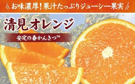 みかん 蜜柑 柑橘 清見オレンジ オレンジ みかん フルーツ 果物 / 清見オレンジ約5kg/果実サイズおまかせ※2025年2月中旬～4月下旬頃発送予定　紀伊国屋文左衛門本舗【kmtb400A】