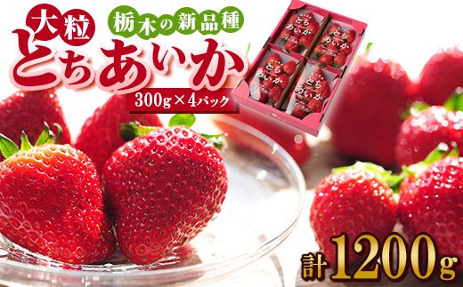 ルビーの輝き!!いちご王国栃木の新品種　大粒『とちあいか』(300g×4パック)_ いちご 苺 フルーツ 果物 くだもの とちあいか 栃木 新品種 人気 おすすめ 送料無料 ギフト 贈答 4パック 【1383194】